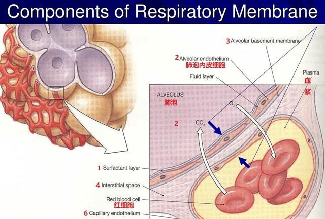 肺泡和血液之间怎样进行气体交换图7