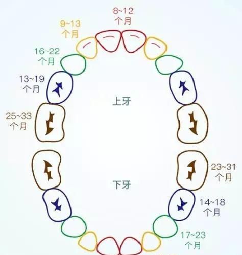 小孩子的牙齿是先长上牙还是先长下牙?为什么呢图1