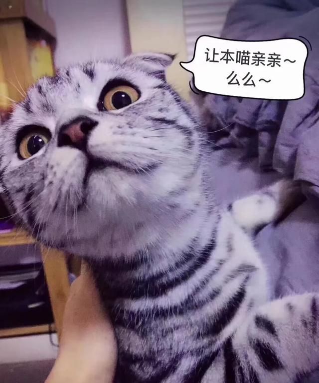 有哪些关于猫的故事(猫小帅故事100集)图9