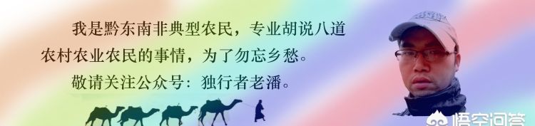 竹鼠是吃什么(竹鼠吃的多吗)图4