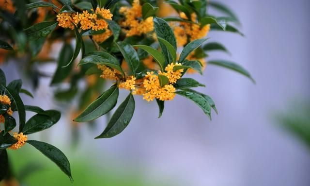 桂花的香味从哪里来,桂花的香味是怎么发出来的图2