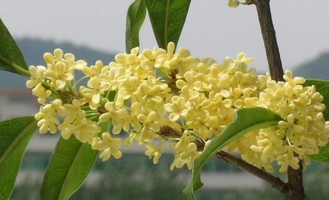 桂花的香味从哪里来,桂花的香味是怎么发出来的图3