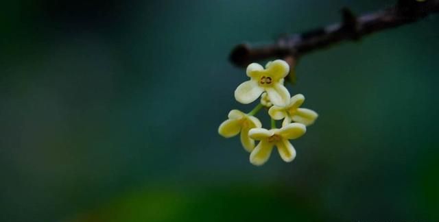 桂花的香味从哪里来,桂花的香味是怎么发出来的图5