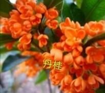 桂花花量少是什么原因,桂花叶少花多图4