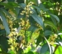 桂花花量少是什么原因,桂花叶少花多图5