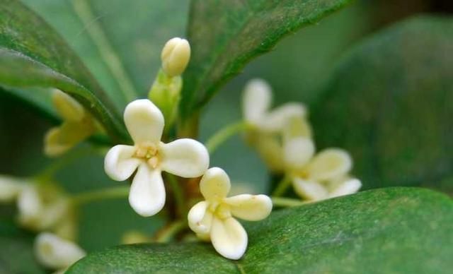 桂花花量少是什么原因,桂花叶少花多图10