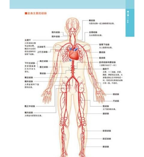 医学院大一新生如何学系统解剖学图1