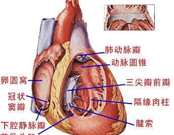 医学院大一新生如何学系统解剖学图2