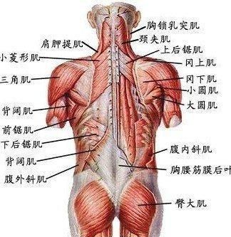 医学院大一新生如何学系统解剖学图3