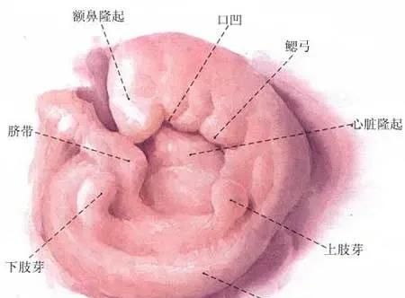 动物为什么要长尾巴,动物为什么长尾巴简单易懂图13