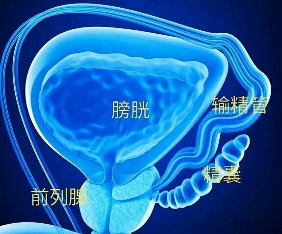 前列腺4.3*3.2*3.1正常吗图1