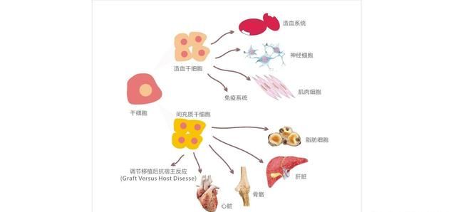 壁虎的尾巴为什么断了还能再长出来图5