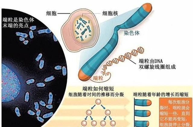 壁虎的尾巴为什么断了还能再长出来图9