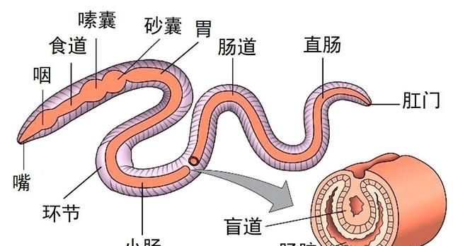 壁虎的尾巴为什么断了还能再长出来图10