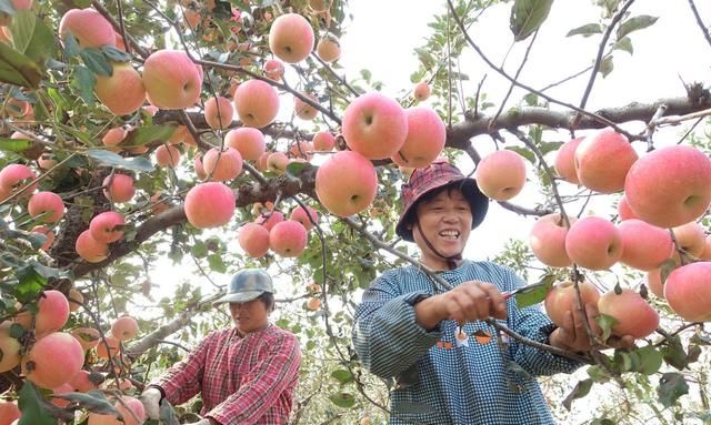 吃苹果是吃红苹果好还是青苹果好图2