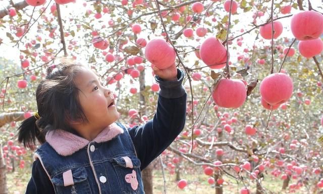 吃苹果是吃红苹果好还是青苹果好图6