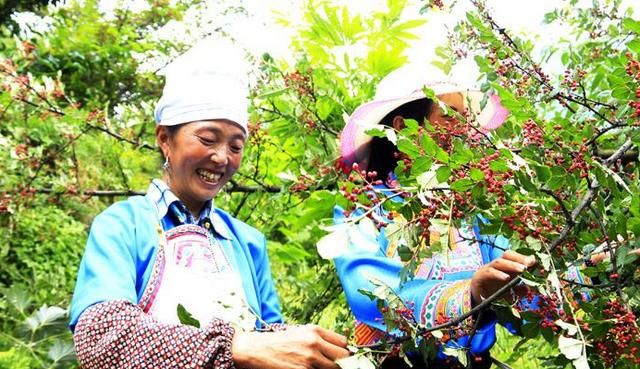 你知道全国有哪些著名的花椒产地吗图10