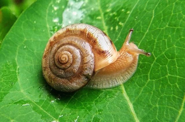 树上蜗牛是益虫吗还是害虫,农村菜地里的蜗牛有寄生虫吗图2