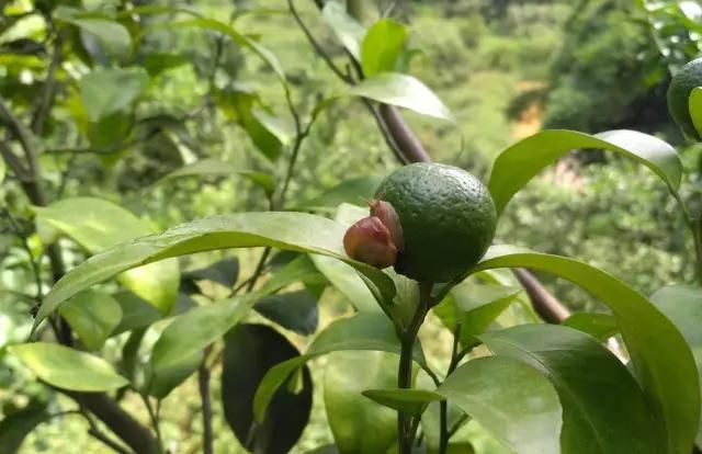 树上蜗牛是益虫吗还是害虫,农村菜地里的蜗牛有寄生虫吗图6