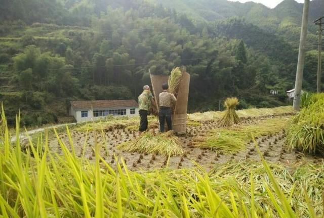 推广乡村艺术文化前景还是好的图8