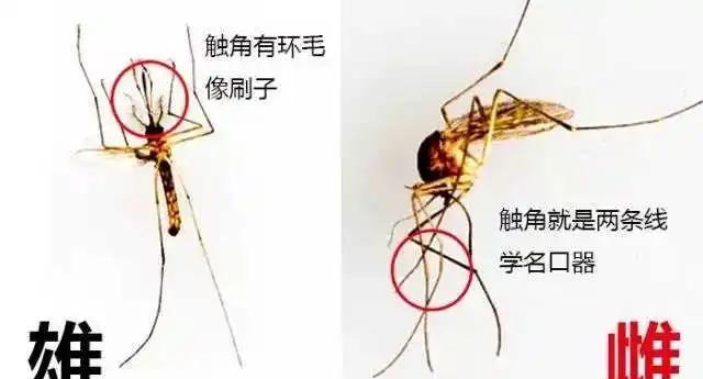 蚊子要公蚊子和母蚊子一起繁殖吗图4