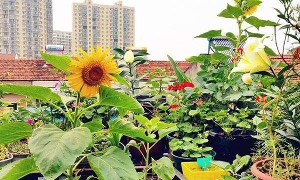 开花的花都不开花了是怎么回事呢图4