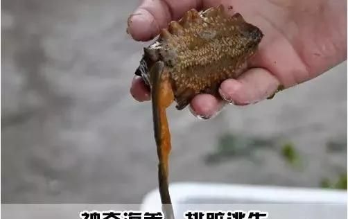 海猪是什么可以吃吗,海猪能吃吗图6