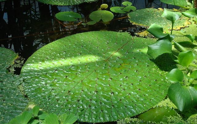 芡实糕里的芡实是什么,芡实糕里面的芡实可以多加点吗图6