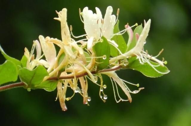 金银花泡茶喝有什么好处,金银花怎样晒干泡茶最好图6