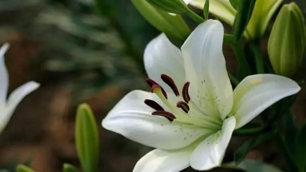 百合花散发的香味对人体有害吗(婴儿百合花香味对人体有害吗)图4