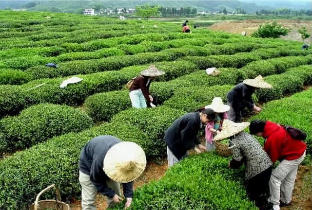 拿茶叶来做枕头有什么好处吗,枕茶叶枕头有什么好处图1