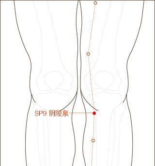 阳陵泉与阴陵泉穴位的区别(阳陵泉和阴陵泉穴位准确位置)图1