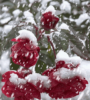 瑞雪兆丰年是成语吗图1