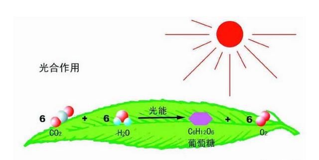 地球上的氧气会用完吗?阅读答案图1