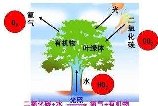 地球上的氧气会用完吗?阅读答案图7