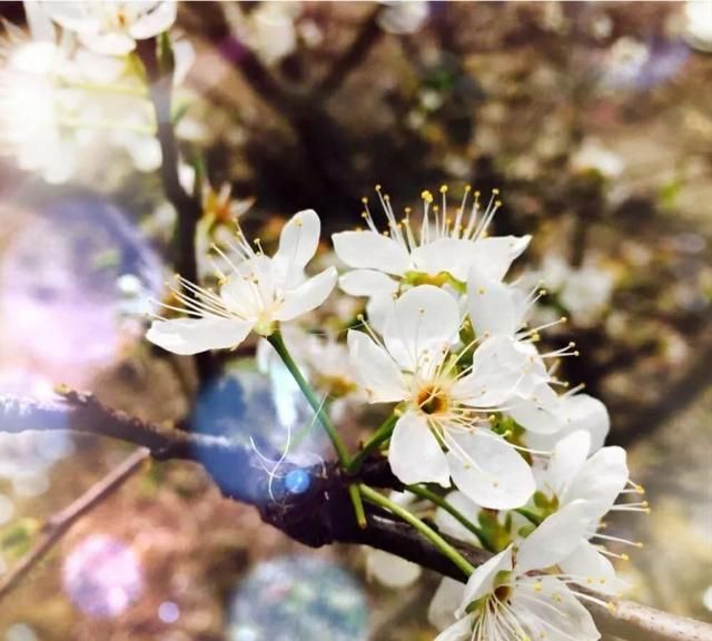 在这个春暖花开的季节，你怎么理解“面朝大海，春暖花开”这句话，你会联想到幸福吗图1