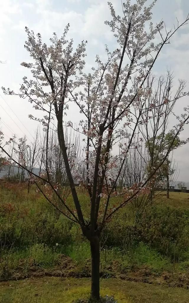 在这个春暖花开的季节，你怎么理解“面朝大海，春暖花开”这句话，你会联想到幸福吗图4