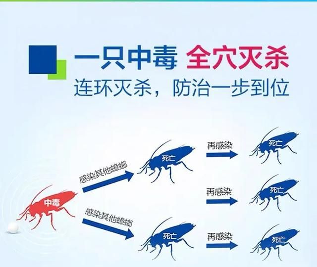 什么蟑螂药好用一窝端图3