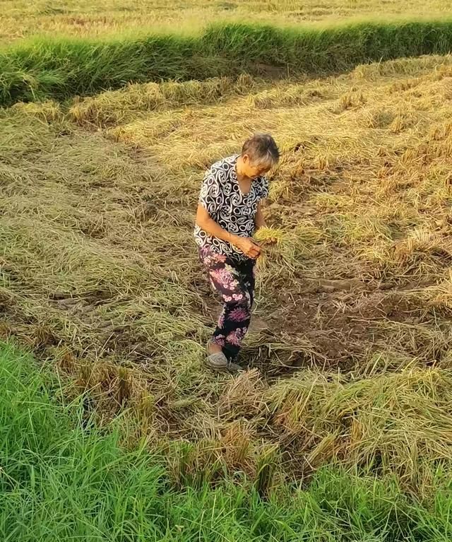 如何节约粮食10条图7