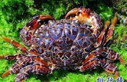 海里的生物是不是都可以吃图4