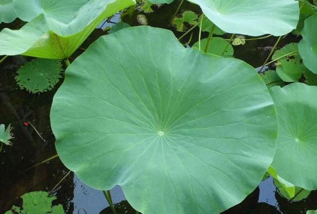 荷花花瓣泡水喝的功效
，荷花叶泡水喝有什么功效图9