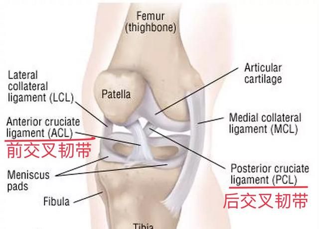 十字韧带，怎样预防十字韧带损伤图7