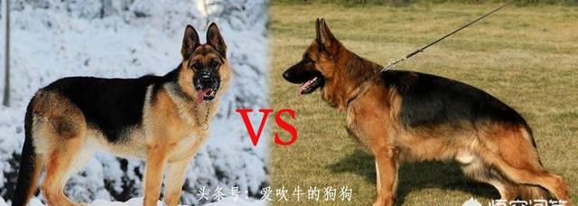 弓背德牧，弓背长毛德国牧羊犬图4