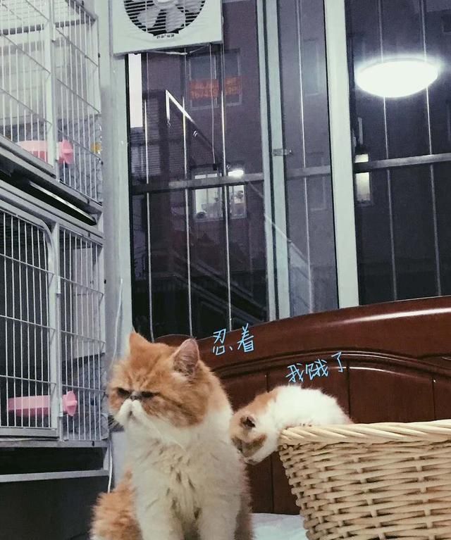 你为什么喜欢猫咪呢图8