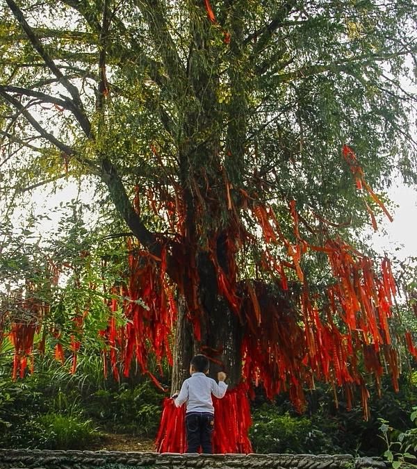 十年树木百年树人的下一句，怎么理解十年树木百年树人这句话图2