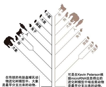 豪猪的近亲，豪猪科有哪些动物图6