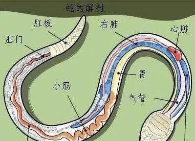 打蛇打七寸的七寸是指，俗话说打蛇打七寸的七寸是指蛇的哪图10