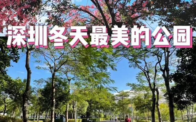 深圳怎么样这个城市图6